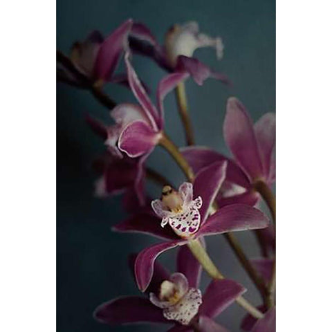 Dark Orchid IV v.2 Black Modern Wood Framed Art Print by Urquhart, Elizabeth