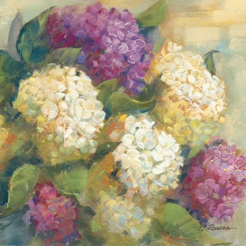 Hydrangea Delight II White Modern Wood Framed Art Print with Double Matting by Rowan, Carol