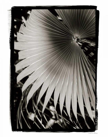 Palm Frond II v2 Black Ornate Wood Framed Art Print with Double Matting by Debra, Van Swearingen