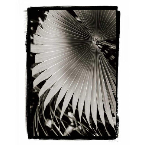 Palm Frond II v2 Black Modern Wood Framed Art Print by Debra, Van Swearingen