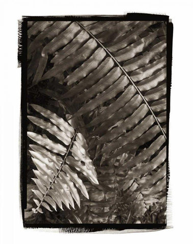 Fern I v2 White Modern Wood Framed Art Print with Double Matting by Van Swearingen, Debra