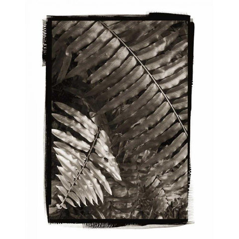 Fern I v2 Black Modern Wood Framed Art Print by Van Swearingen, Debra
