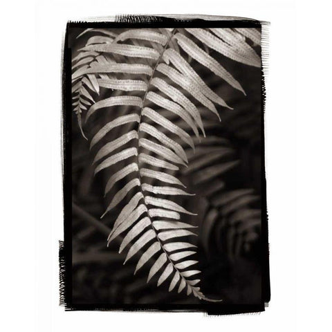 Fern II v2 Black Modern Wood Framed Art Print with Double Matting by Van Swearingen, Debra