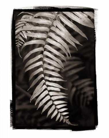 Fern II v2 Black Ornate Wood Framed Art Print with Double Matting by Van Swearingen, Debra