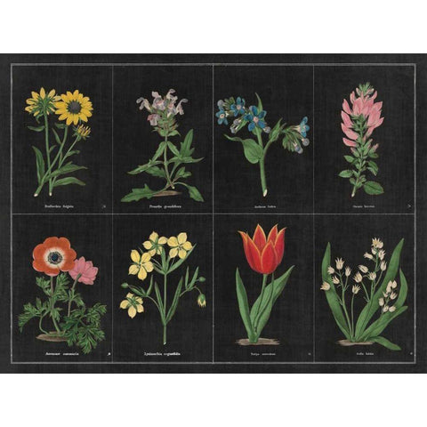 Botanical on Black Chart I Black Modern Wood Framed Art Print by Wild Apple Portfolio
