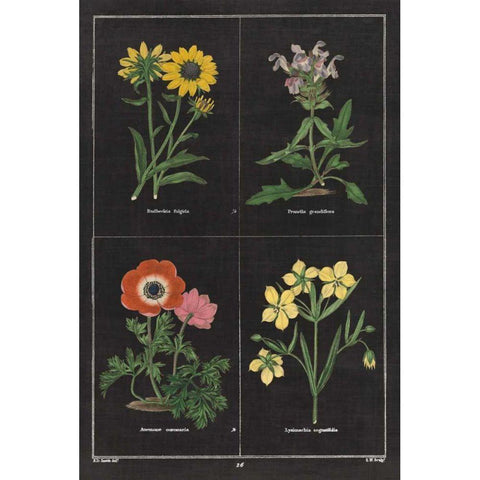 Botanical on Black Chart II White Modern Wood Framed Art Print by Wild Apple Portfolio