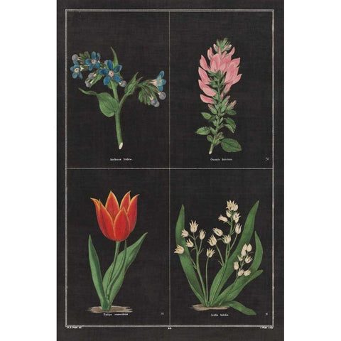 Botanical on Black Chart III White Modern Wood Framed Art Print by Wild Apple Portfolio