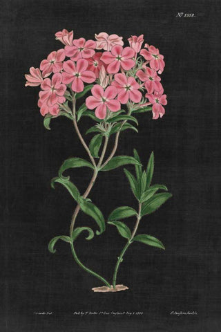 Botanical on Black Chart VI White Modern Wood Framed Art Print with Double Matting by Wild Apple Portfolio