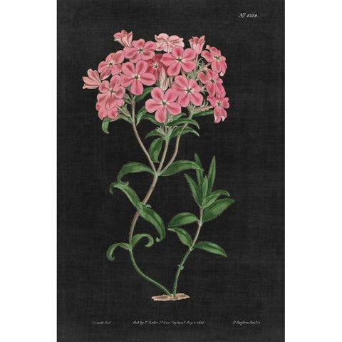 Botanical on Black Chart VI White Modern Wood Framed Art Print by Wild Apple Portfolio