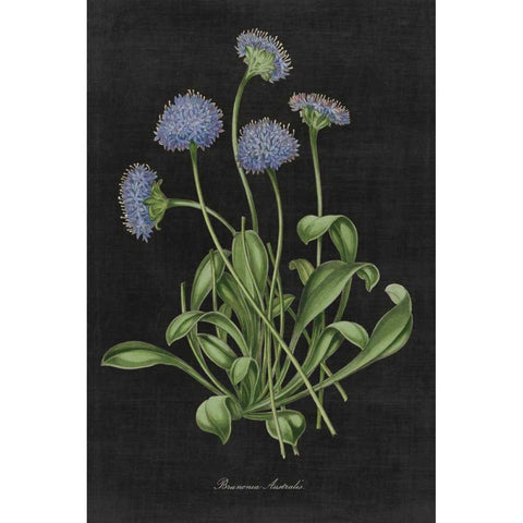 Botanical on Black Chart VII White Modern Wood Framed Art Print by Wild Apple Portfolio