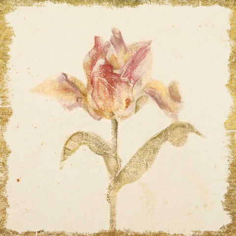 Vintage Zoomer Schoon Tulip Crop Gold Ornate Wood Framed Art Print with Double Matting by Blum, Cheri
