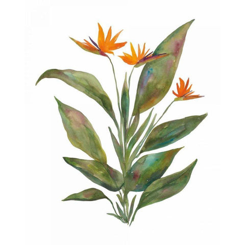 Bright Bromeliad Gold Ornate Wood Framed Art Print with Double Matting by Wild Apple Portfolio