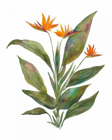 Bright Bromeliad White Modern Wood Framed Art Print with Double Matting by Wild Apple Portfolio