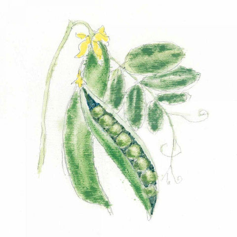 Garden Delight XI Black Ornate Wood Framed Art Print with Double Matting by Adams, Emily