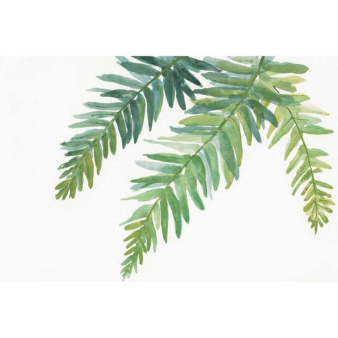 Ferns I Black Modern Wood Framed Art Print with Double Matting by Paschke, Chris