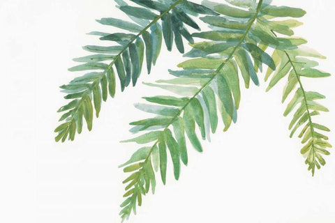 Ferns I White Modern Wood Framed Art Print with Double Matting by Paschke, Chris