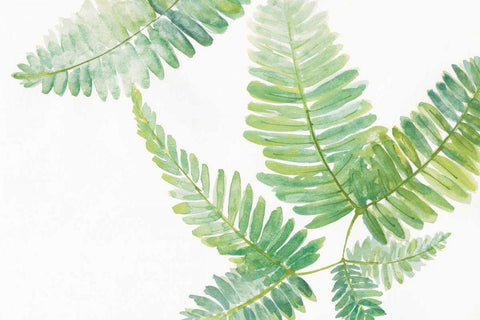 Ferns II White Modern Wood Framed Art Print with Double Matting by Paschke, Chris