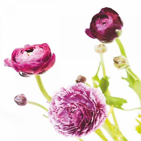 Spring Ranunculus II Black Modern Wood Framed Art Print with Double Matting by Marshall, Laura