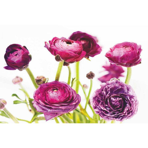 Spring Ranunculus III White Modern Wood Framed Art Print by Marshall, Laura