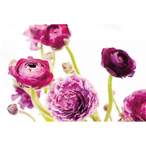 Spring Ranunculus IV Black Modern Wood Framed Art Print with Double Matting by Marshall, Laura