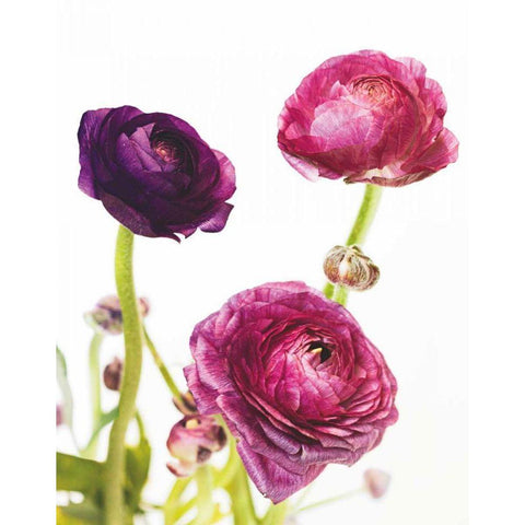 Spring Ranunculus V Gold Ornate Wood Framed Art Print with Double Matting by Marshall, Laura