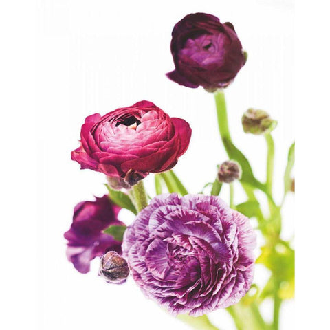 Spring Ranunculus VI Black Modern Wood Framed Art Print with Double Matting by Marshall, Laura