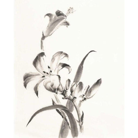 Sumi Daylily II White Modern Wood Framed Art Print by Paschke, Chris