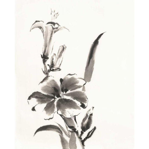 Sumi Daylily III White Modern Wood Framed Art Print by Paschke, Chris