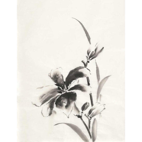 Sumi Daylily IV Black Modern Wood Framed Art Print with Double Matting by Paschke, Chris