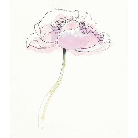 Single Pink Somniferums II on White White Modern Wood Framed Art Print by Novak, Shirley