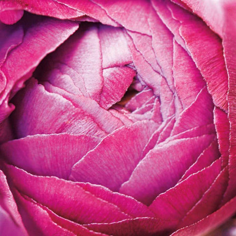 Ranunculus Abstract III Color Black Modern Wood Framed Art Print by Marshall, Laura