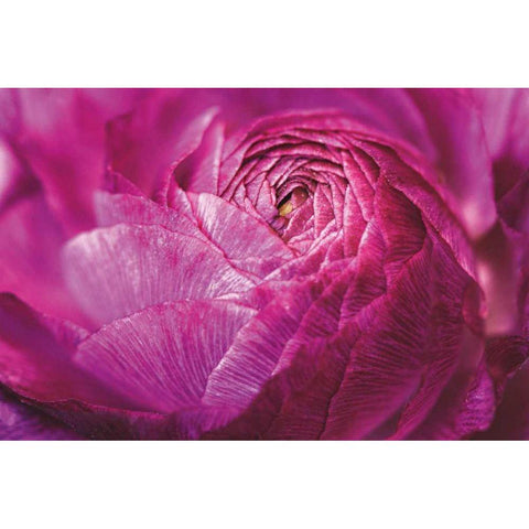 Ranunculus Abstract V Color Black Modern Wood Framed Art Print with Double Matting by Marshall, Laura