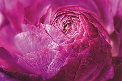 Ranunculus Abstract V Color Black Ornate Wood Framed Art Print with Double Matting by Marshall, Laura