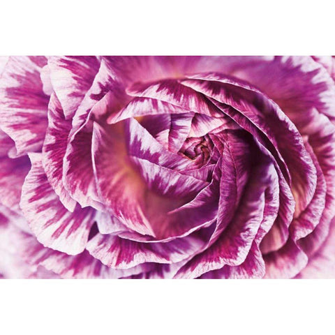 Ranunculus Abstract VI Color White Modern Wood Framed Art Print by Marshall, Laura