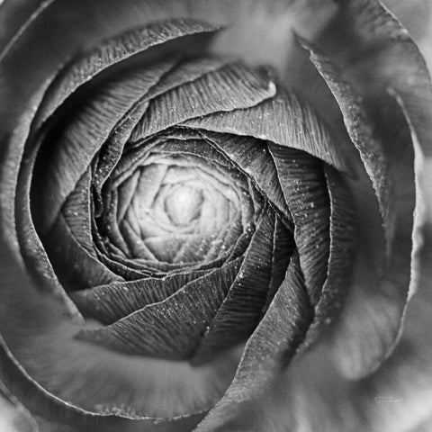 Ranunculus Abstract I BW Gold Ornate Wood Framed Art Print with Double Matting by Marshall, Laura