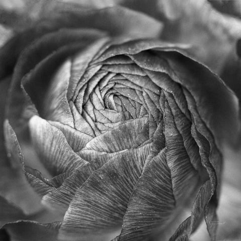 Ranunculus Abstract II BW Black Modern Wood Framed Art Print by Marshall, Laura