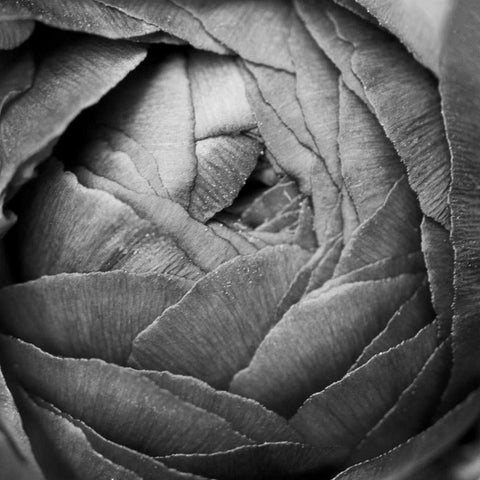 Ranunculus Abstract III BW Gold Ornate Wood Framed Art Print with Double Matting by Marshall, Laura