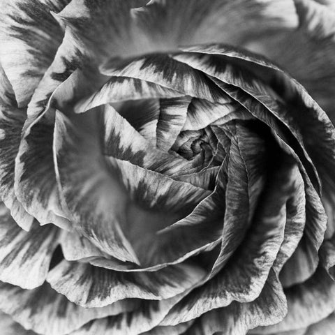 Ranunculus Abstract IV BW White Modern Wood Framed Art Print by Marshall, Laura
