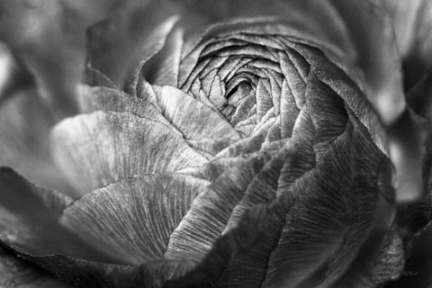 Ranunculus Abstract V BW Black Ornate Wood Framed Art Print with Double Matting by Marshall, Laura