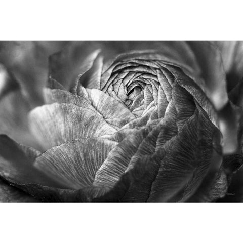 Ranunculus Abstract V BW Black Modern Wood Framed Art Print with Double Matting by Marshall, Laura