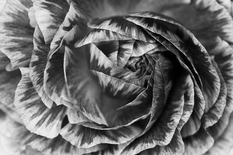 Ranunculus Abstract VI BW White Modern Wood Framed Art Print with Double Matting by Marshall, Laura