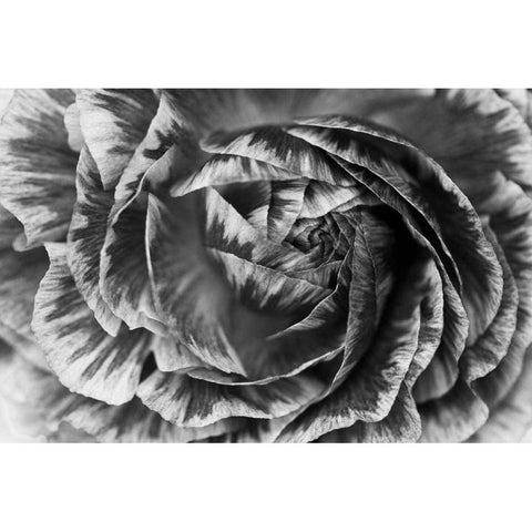 Ranunculus Abstract VI BW Black Modern Wood Framed Art Print by Marshall, Laura