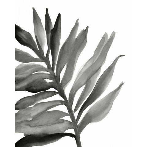 Tropical Palm III BW Black Modern Wood Framed Art Print by Paschke, Chris