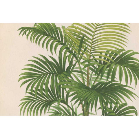 Palmier PL X Crop Black Modern Wood Framed Art Print with Double Matting by Wild Apple Portfolio
