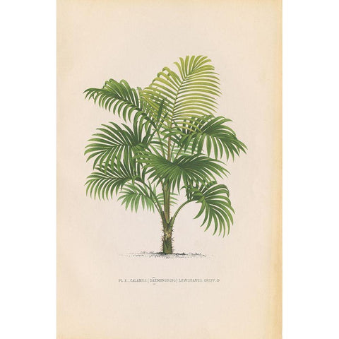 Palmier PL X Black Modern Wood Framed Art Print by Wild Apple Portfolio