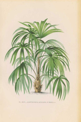 Palmiers PL XXIV White Modern Wood Framed Art Print with Double Matting by Wild Apple Portfolio