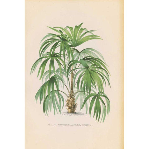 Palmiers PL XXIV Gold Ornate Wood Framed Art Print with Double Matting by Wild Apple Portfolio