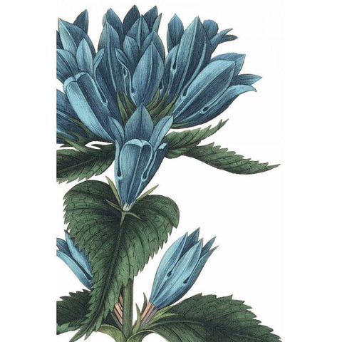 Botanique II no Words White Modern Wood Framed Art Print by Wild Apple Portfolio