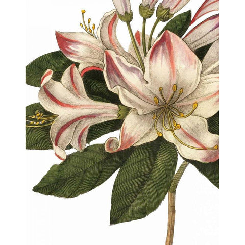 Botanique III no Words White Modern Wood Framed Art Print by Wild Apple Portfolio