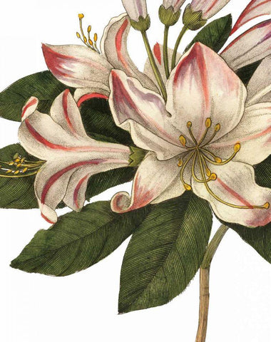 Botanique III no Words Black Ornate Wood Framed Art Print with Double Matting by Wild Apple Portfolio